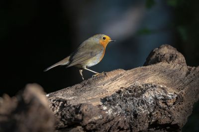 Rotkehlchen / European Robin - Robin Redbreast