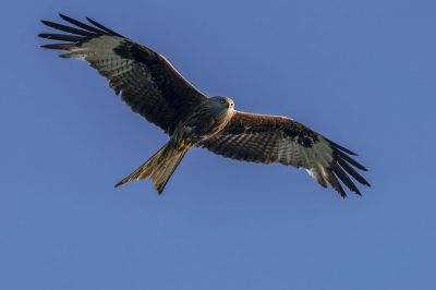 Roter Milan - Rotmilan / Red Kite