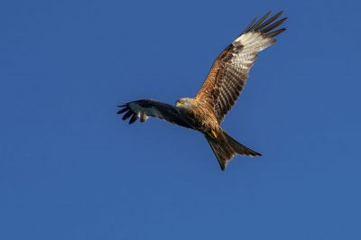 Rotmilan / Red Kite