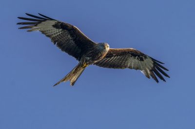 Rotmilan / Red Kite