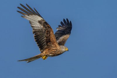 Roter Milan - Rotmilan / Red Kite