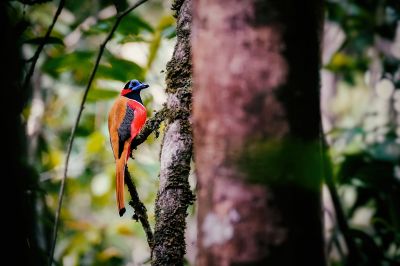 Rotnackentrogon (M) / Red-naped Trogon