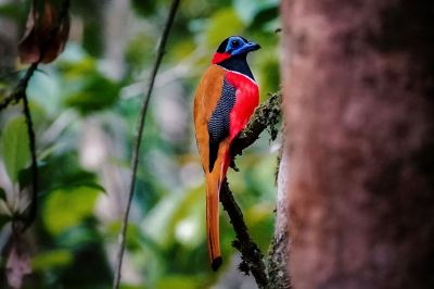 Rotnackentrogon (M) / Red-naped Trogon