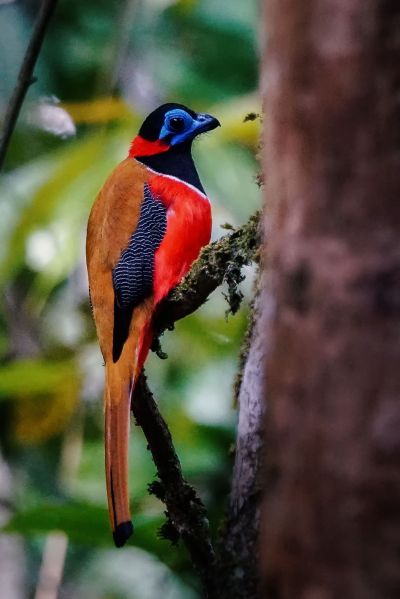 Rotnackentrogon (M) / Red-naped Trogon