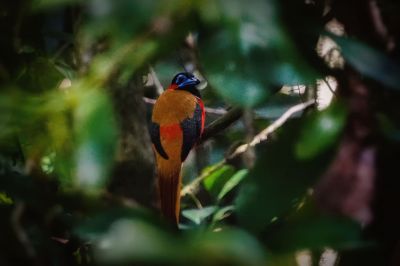 Rotnackentrogon (M) / Red-naped Trogon