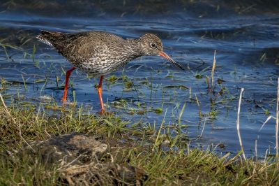 Rotschenkel / Common Redshank