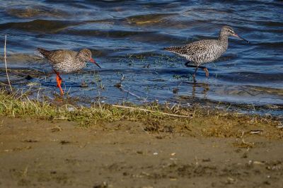 Rotschenkel und Dunkler Wasseräeufer / Common Redshank and Spotted Redshank