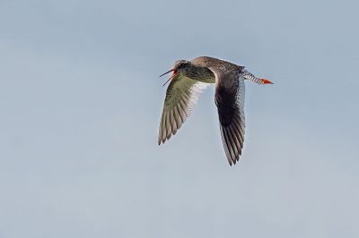 Rotschenkel / Common Redshank