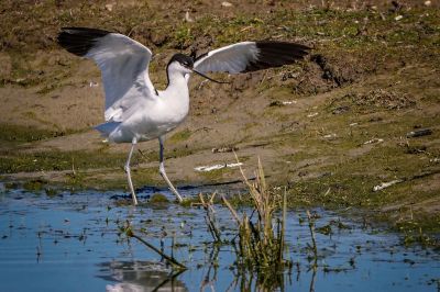 Säbelschnäbler / Pied Avocet