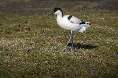 Säbelschnäbler / Pied Avocet