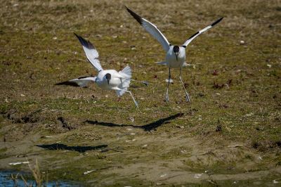 Säbelschnäbler / Pied Avocet