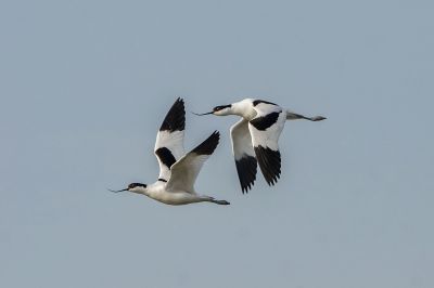 Säbelschnäbler / Pied Avocet