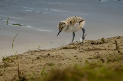 Säbelschnäbler (Juv) / Pied Avocet