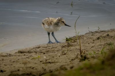 Säbelschnäbler (Juv) / Pied Avocet