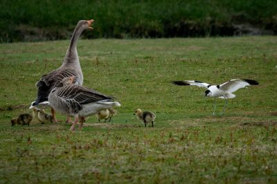 Säbelschnäbler greift Graugansfamilie an (Revierverteidigung)