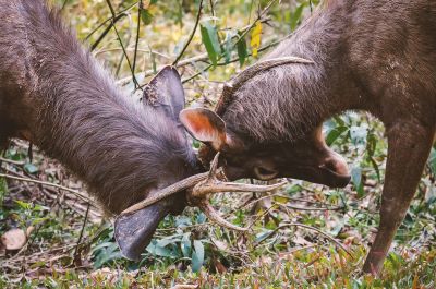 Sambar oder Pferdehirsch (M,J) / Sambar deer