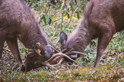 Sambar oder Pferdehirsch (M,J) / Sambar deer