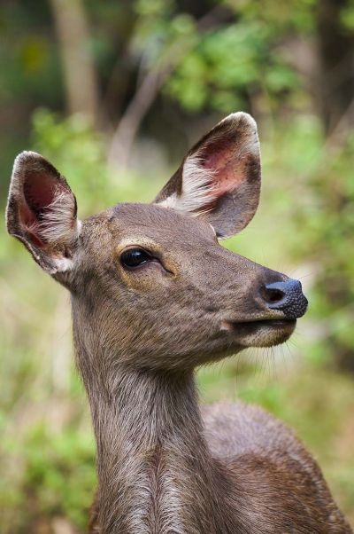 Sambar oder Pferdehirsch (W) / Sambar deer