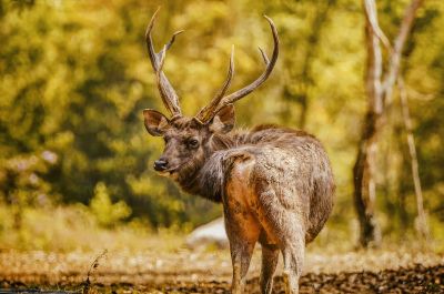 Sambar - Pferdehirsch / VULNERABLE