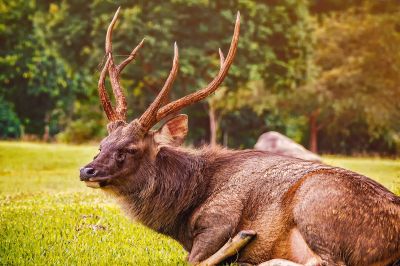 Sambar oder Pferdehirsch (M) / Sambar deer