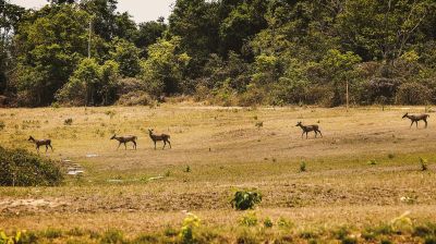 Sambar oder Pferdehirsch (W) / Sambar deer