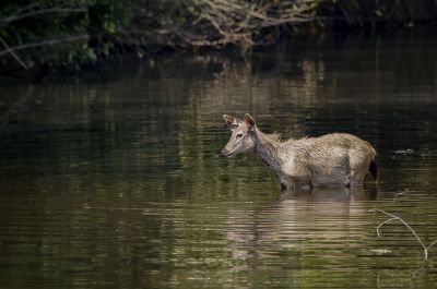 Sambar oder Pferdehirsch (W) / Sambar deer