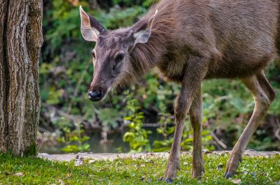 Sambar oder Pferdehirsch (W) / Sambar deer