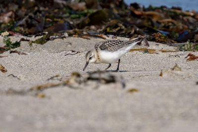 Sanderling (Schlichtkleid) / Sanderling