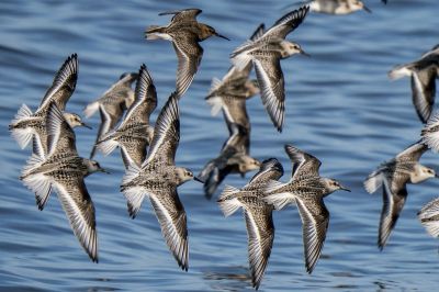 Sanderling & Alpenstrandläufer / Sanderling & Dunlin