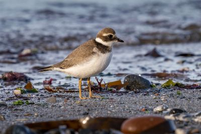 Sandregenpfeifer / Common Ringed Plover