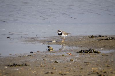 Sandregenpfeifer / Common Ringed Plover