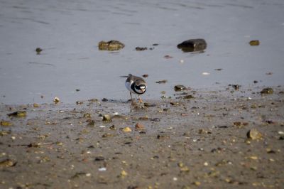 Sandregenpfeifer / Common Ringed Plover