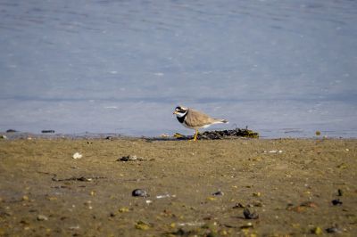 Sandregenpfeifer / Common Ringed Plover