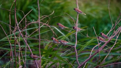 Muskatfink - Muskatbronzemännchen / Scaly-breasted Munia