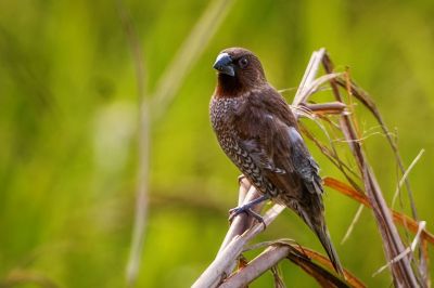 Muskatfink - Muskatbronzemännchen / Scaly-breasted Munia