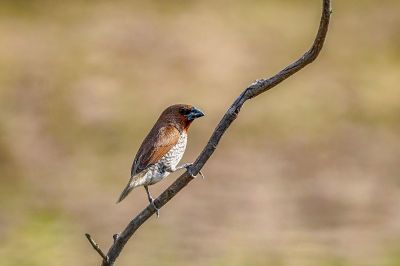 Muskatfink - Muskatbronzemännchen / Scaly-breasted Munia