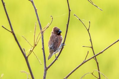 Muskatfink - Muskatbronzemännchen / Scaly-breasted Munia