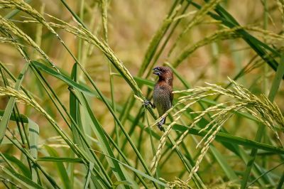 Muskatfink - Muskatbronzemännchen / Scaly-breasted Munia