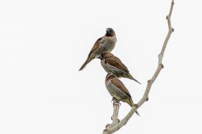 Muskatfink - Muskatbronzemännchen / Scaly-breasted Munia