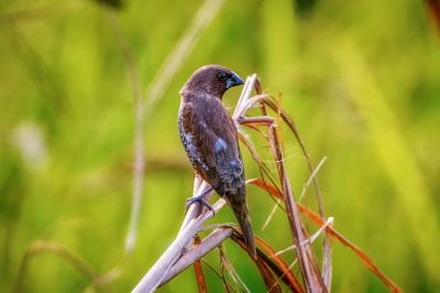 Muskatfink - Muskatbronzemännchen / Scaly-breasted Munia