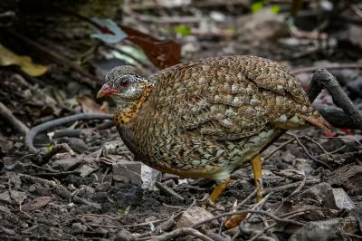 Grünfuß Buschwachtel / Scaly-breasted Partridge (Green-legged Hill-partridge)