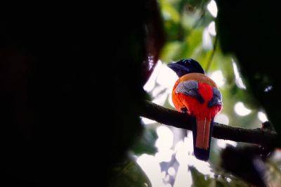 Rotbürzeltrogon (M) / Scarlet-rumped Trogon