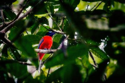 Rotbürzeltrogon (M) / Scarlet-rumped Trogon