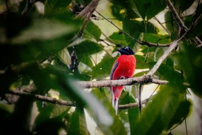 Rotbürzeltrogon (M) / Scarlet-rumped Trogon