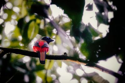 Rotbürzeltrogon (M) / Scarlet-rumped Trogon