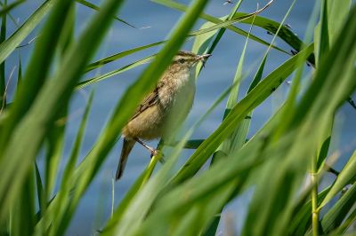 Schilfrohrsänger / Sedge Warbler