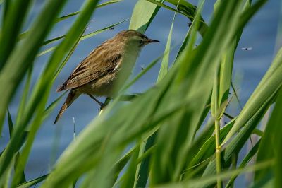 Schilfrohrsänger / Sedge Warbler