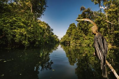 Schlangenhalsvogel - Kinabatangan River, Borneo