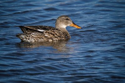 Schnatterente (F) / Gadwall