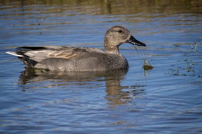 Schnatterente (M) / Gadwall